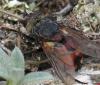 Peleteria rubescens